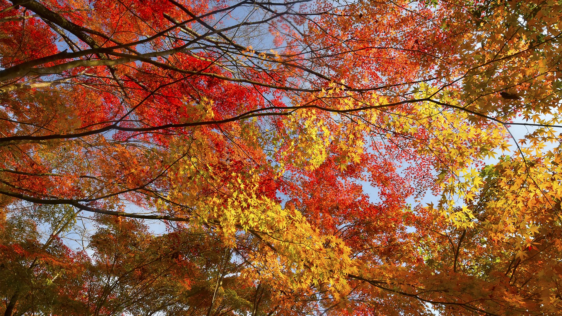 桜も紅葉も素晴らしい善峯寺＠京都西京・長岡京