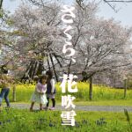 花は山桜。富士のお山の麓にひっそりと咲く【狩宿の下馬桜】