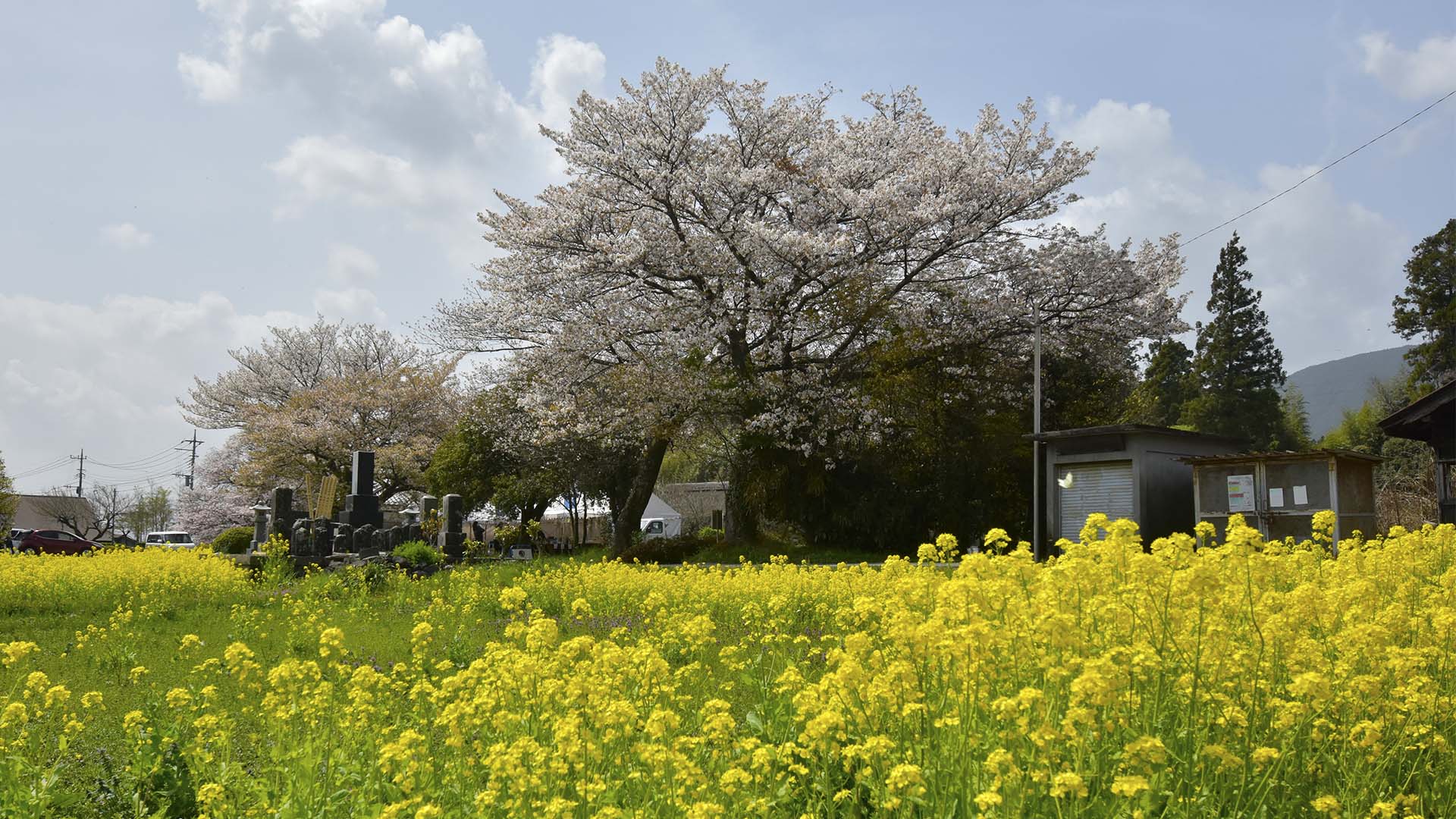 花は山桜。富士のお山の麓にひっそりと咲く【狩宿の下馬桜】