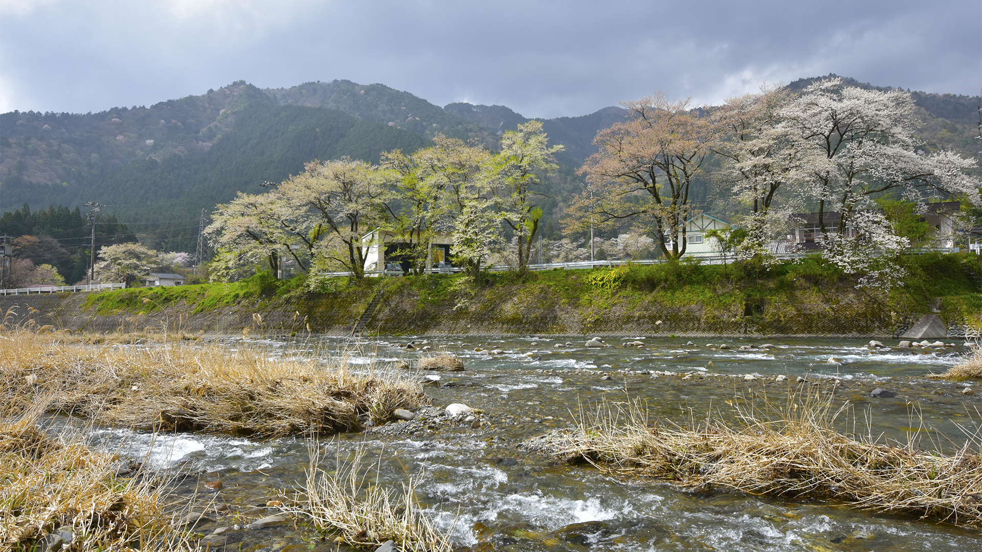 帰りたくないそばにいたい、根尾淡墨桜