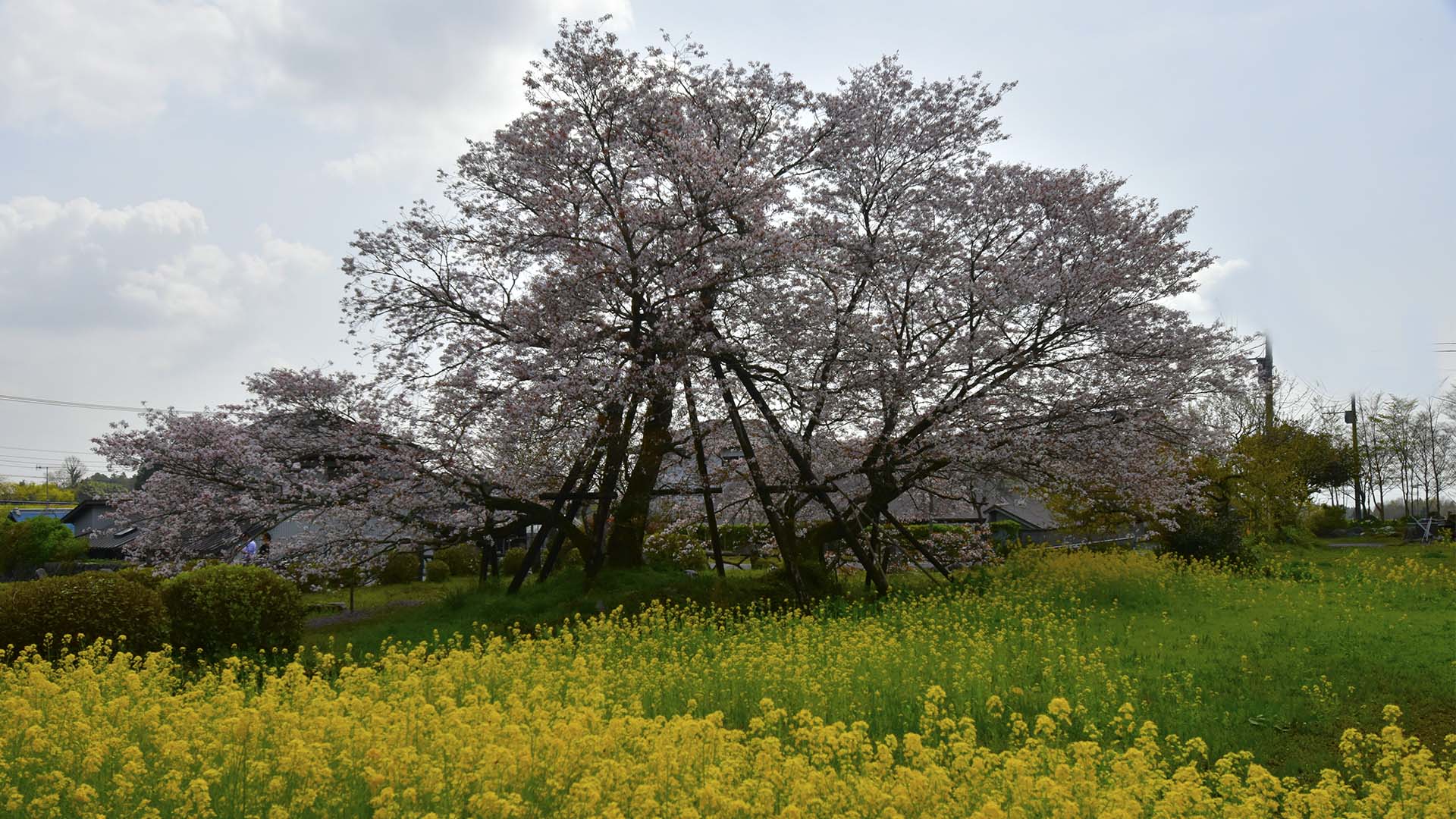 花は山桜。富士のお山の麓にひっそりと咲く【狩宿の下馬桜】