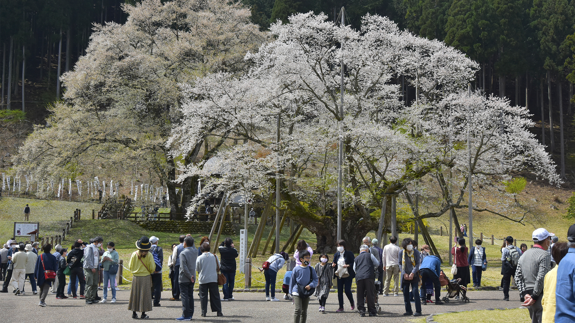 帰りたくないそばにいたい、根尾淡墨桜