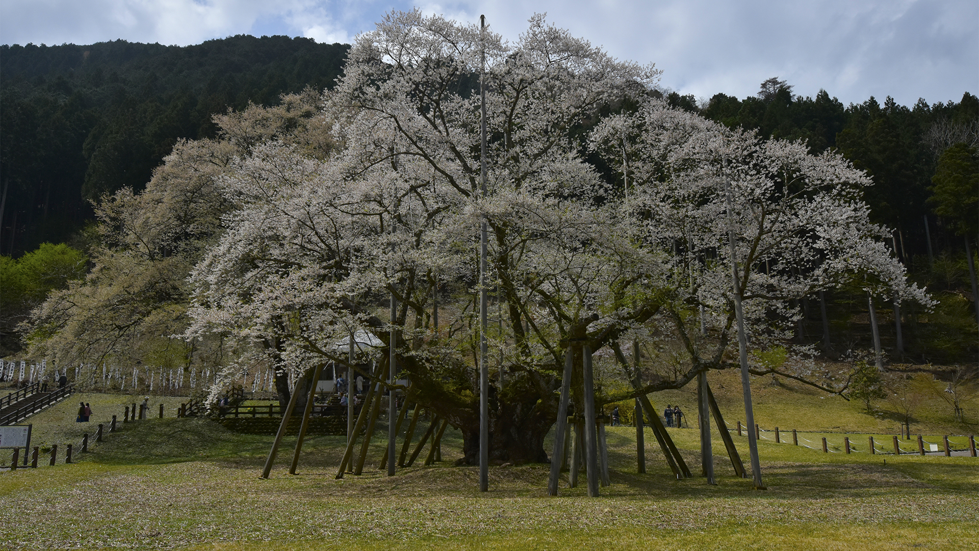 帰りたくないそばにいたい、根尾淡墨桜