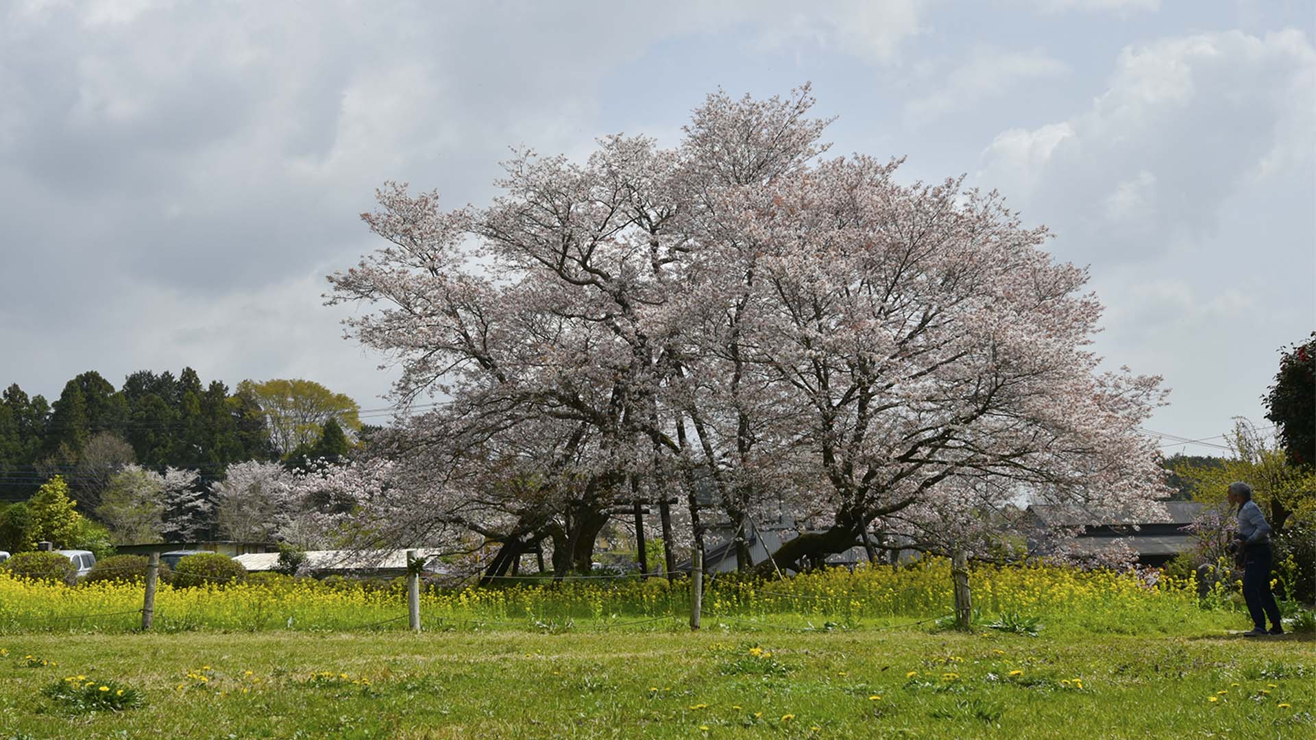 花は山桜。富士のお山の麓にひっそりと咲く【狩宿の下馬桜】