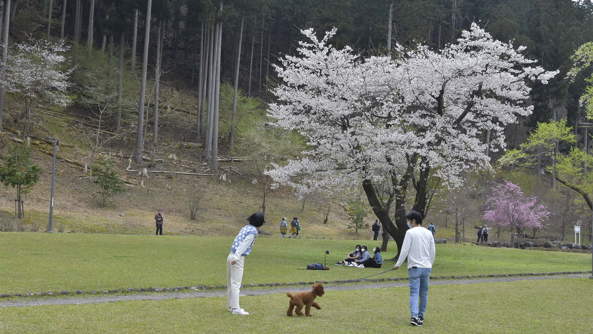 帰りたくないそばにいたい、根尾淡墨桜