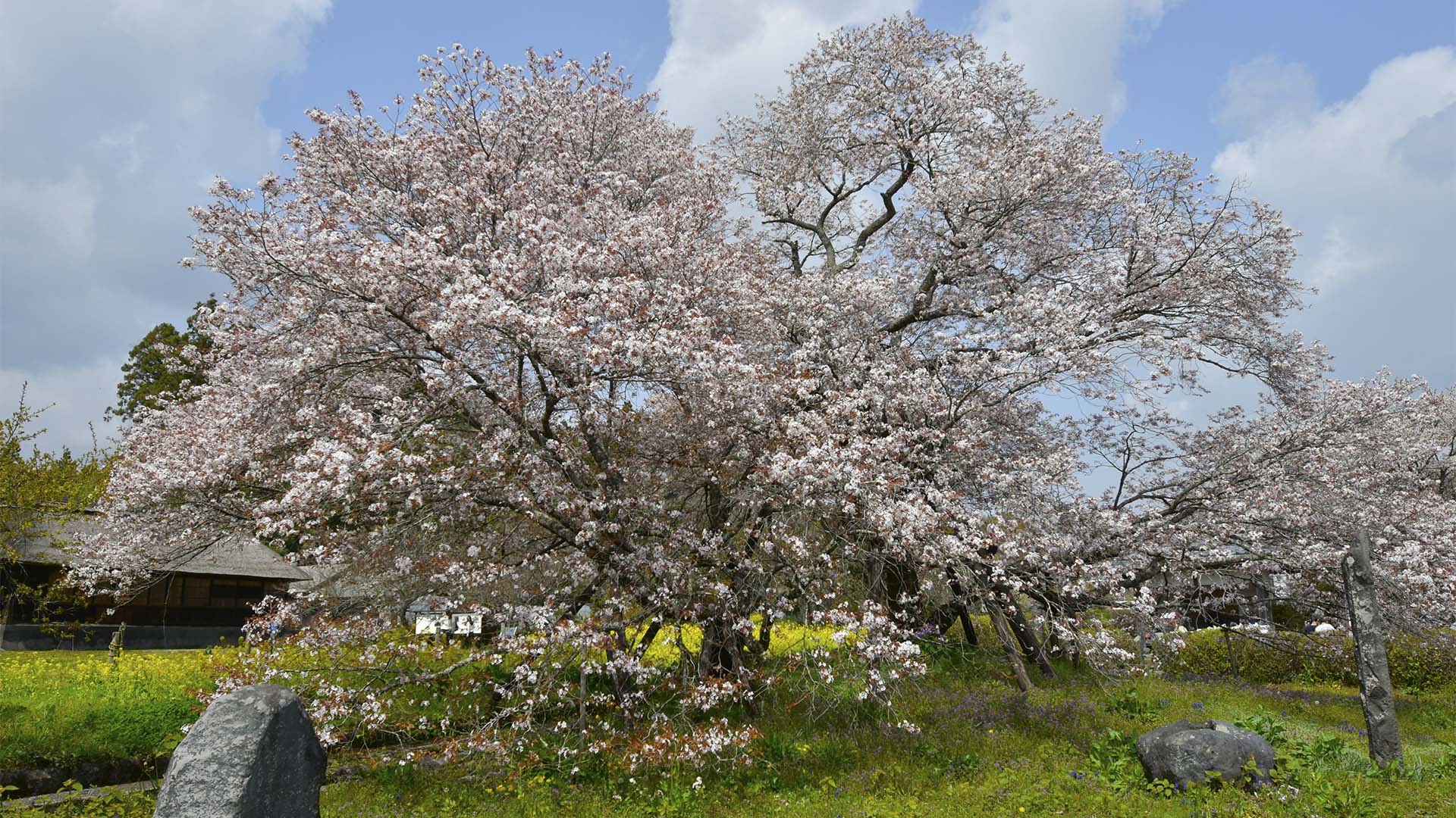 花は山桜。富士のお山の麓にひっそりと咲く【狩宿の下馬桜】