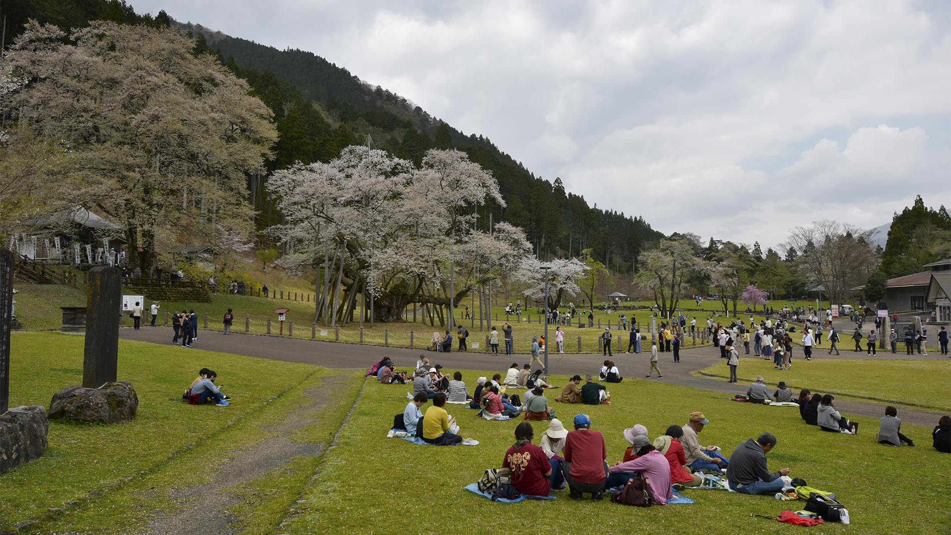 帰りたくないそばにいたい、根尾淡墨桜