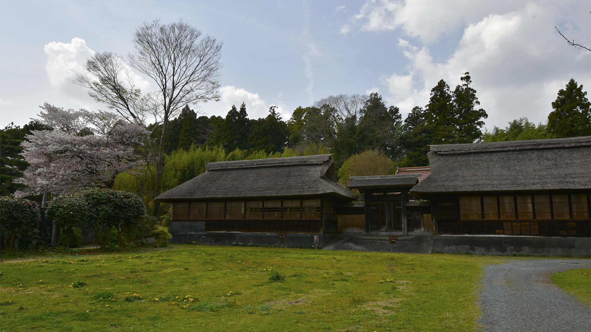 花は山桜。富士のお山の麓にひっそりと咲く【狩宿の下馬桜】