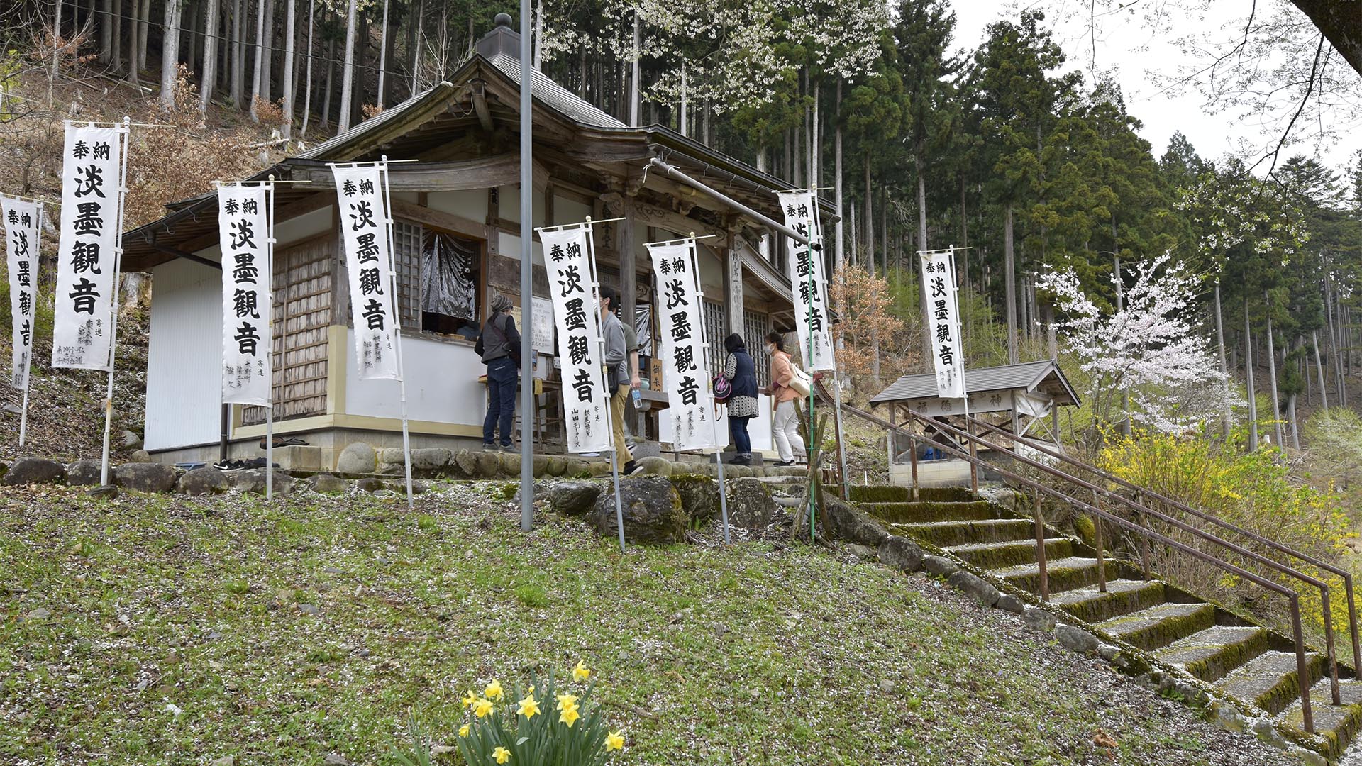 帰りたくないそばにいたい、根尾淡墨桜