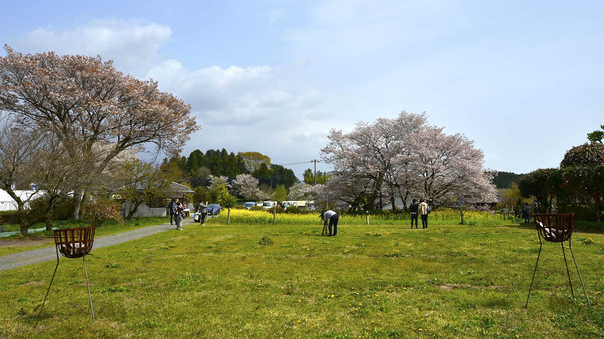 源頼朝公が陣を置いた井出館に咲く下馬桜