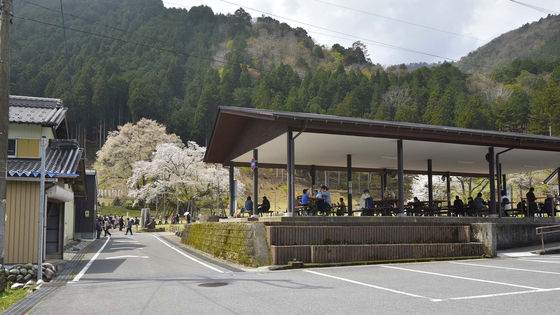 帰りたくないそばにいたい、根尾淡墨桜