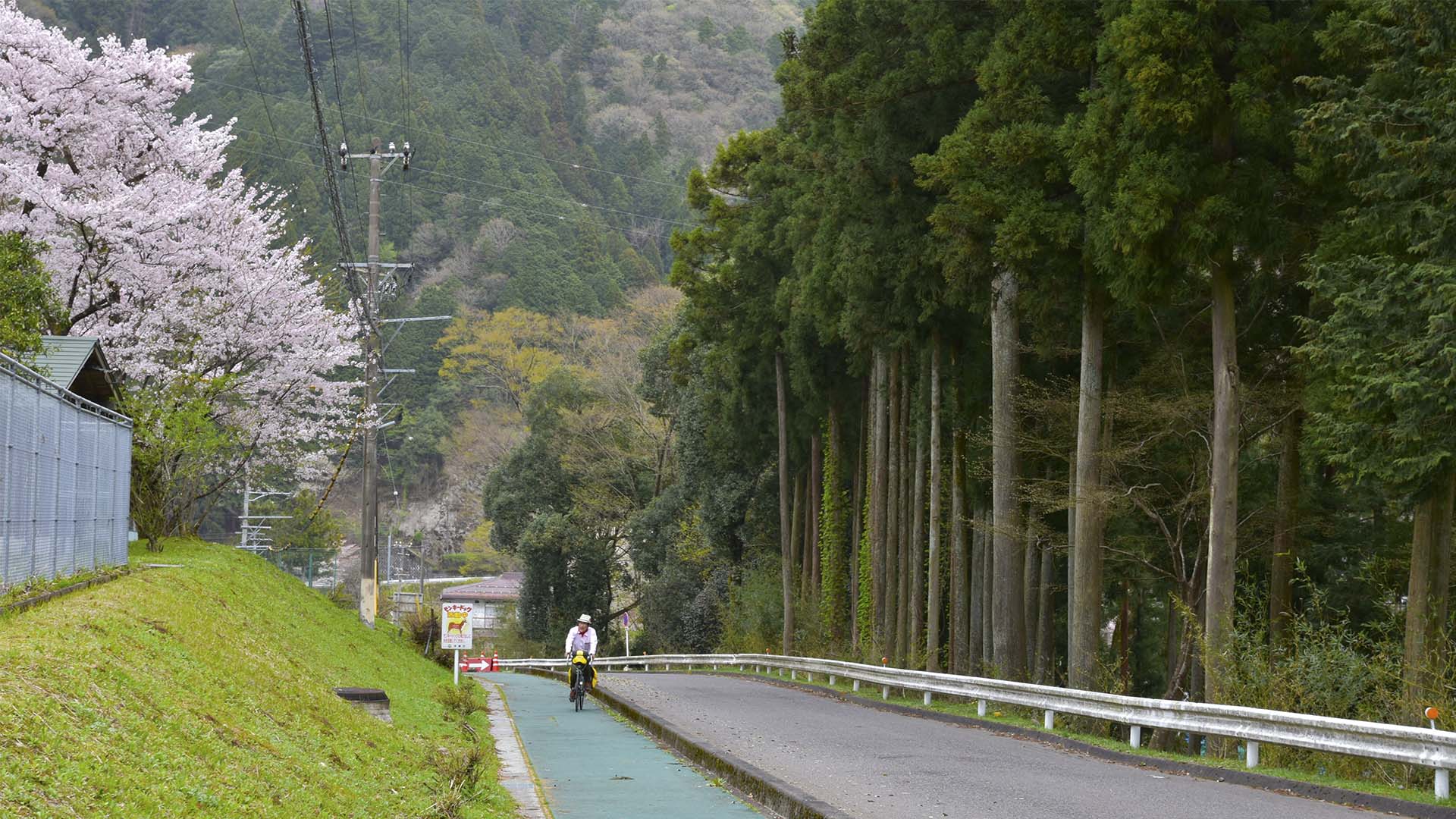 帰りたくないそばにいたい、根尾淡墨桜