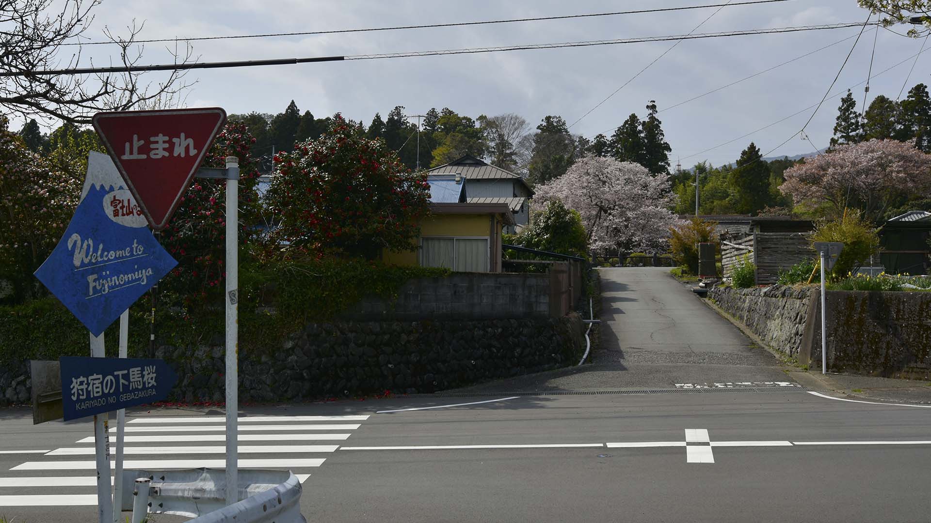 花は山桜。富士のお山の麓にひっそりと咲く【狩宿の下馬桜】