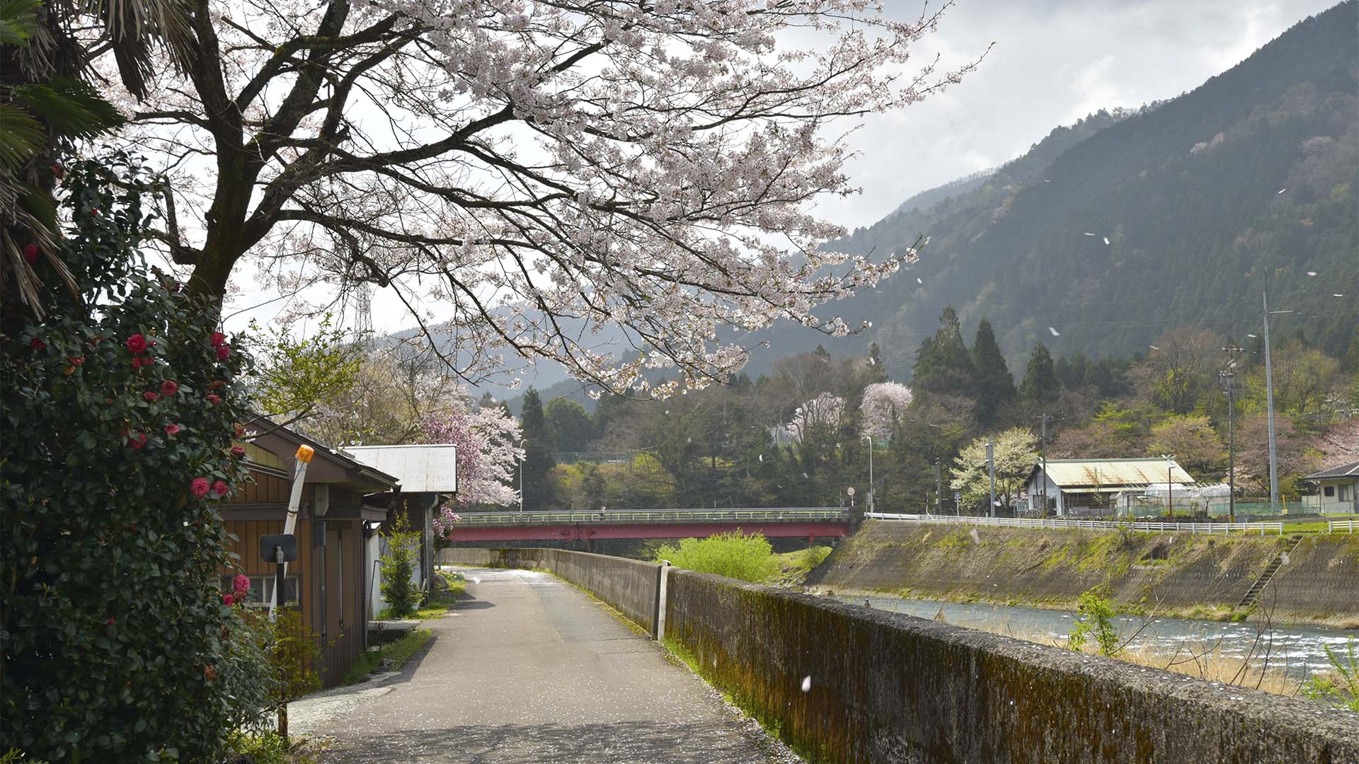 帰りたくないそばにいたい、根尾淡墨桜