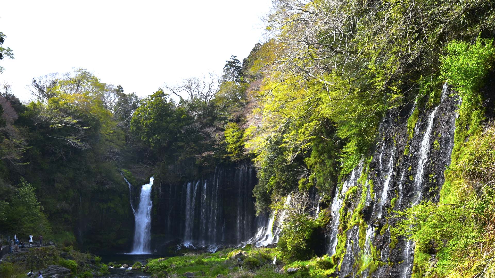 花は山桜。富士のお山の麓にひっそりと咲く【狩宿の下馬桜】