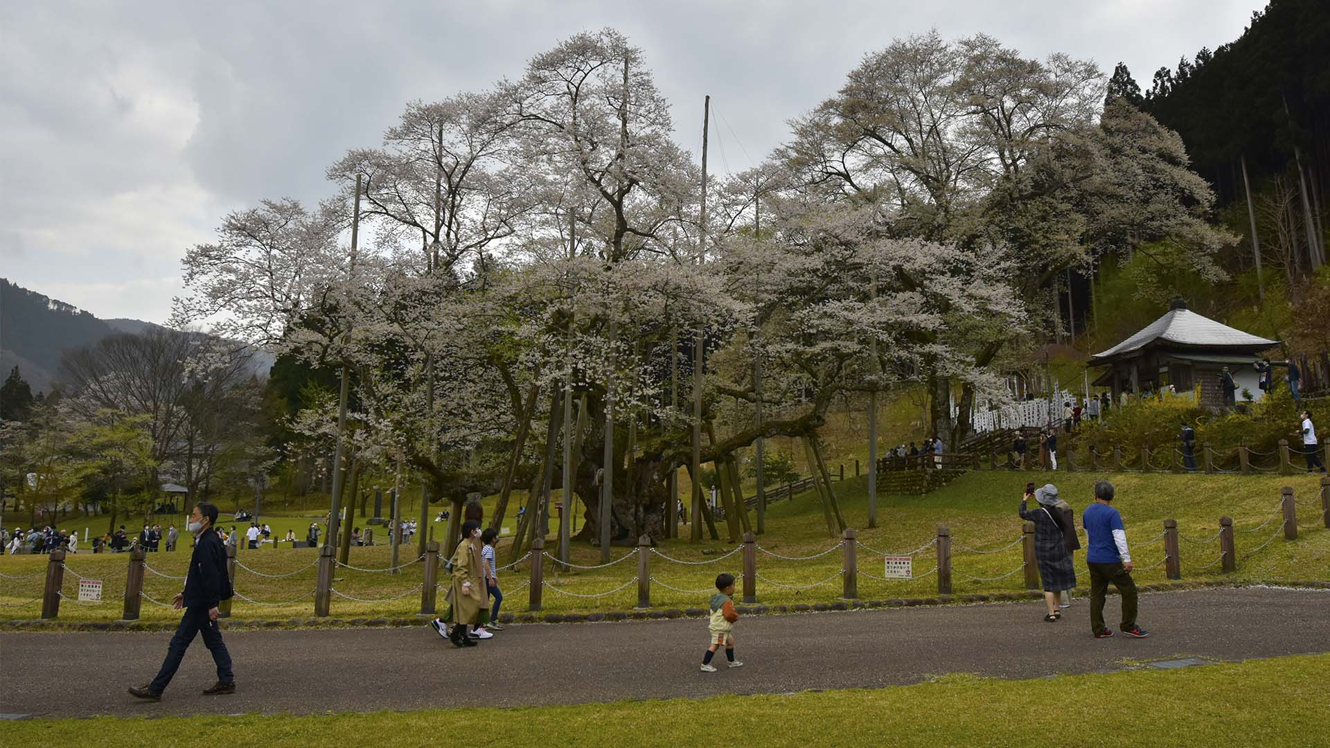 帰りたくないそばにいたい、根尾淡墨桜