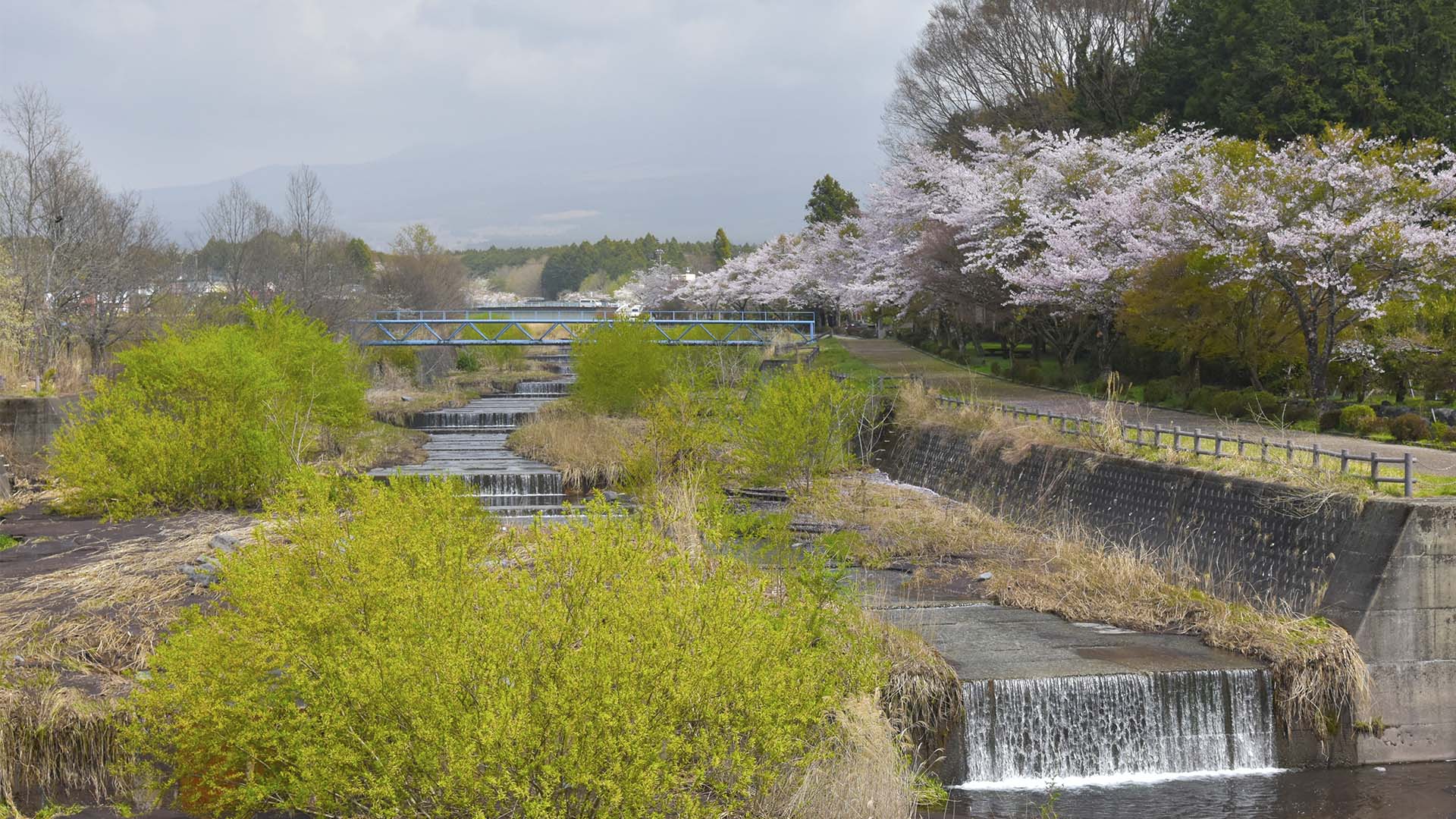 花は山桜。富士のお山の麓にひっそりと咲く【狩宿の下馬桜】