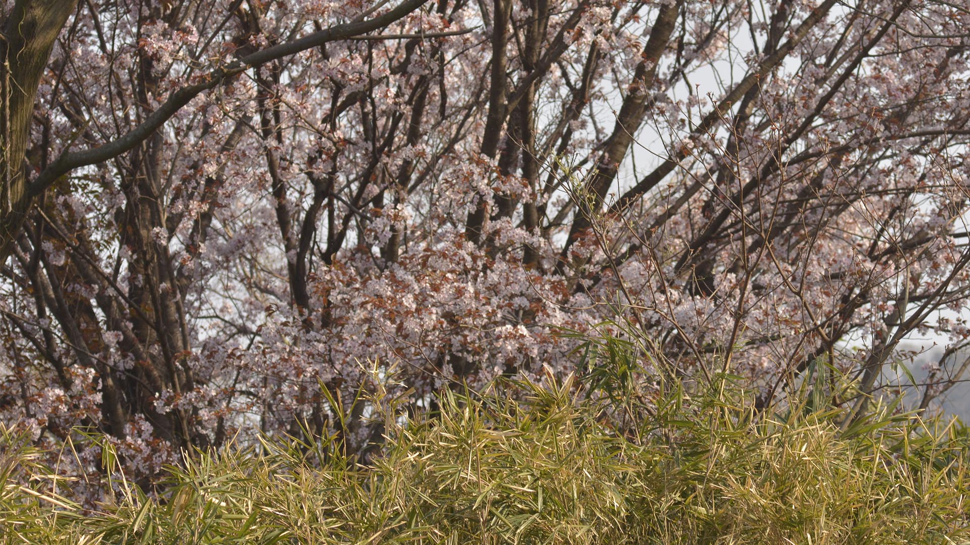 花と茶葉がでるヤマザクラ