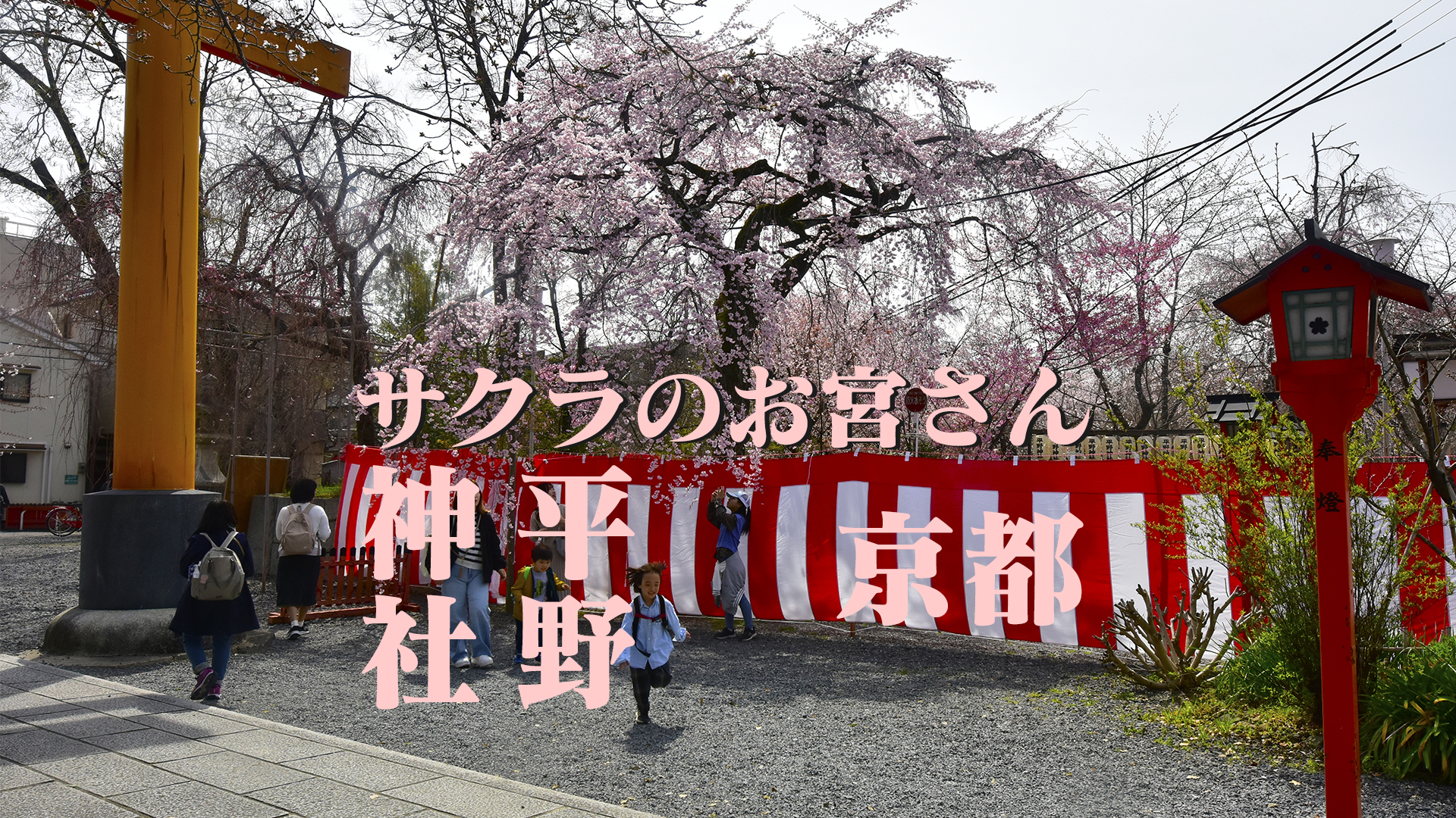 サクラのお宮さん京都平野神社