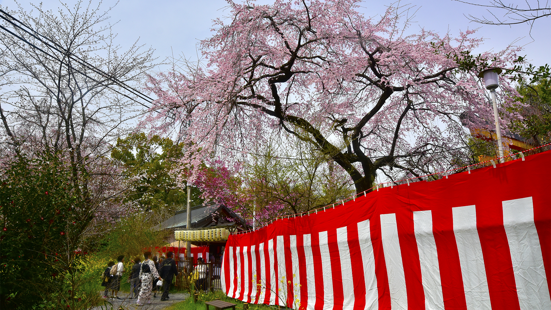 サクラのお宮さん京都平野神社