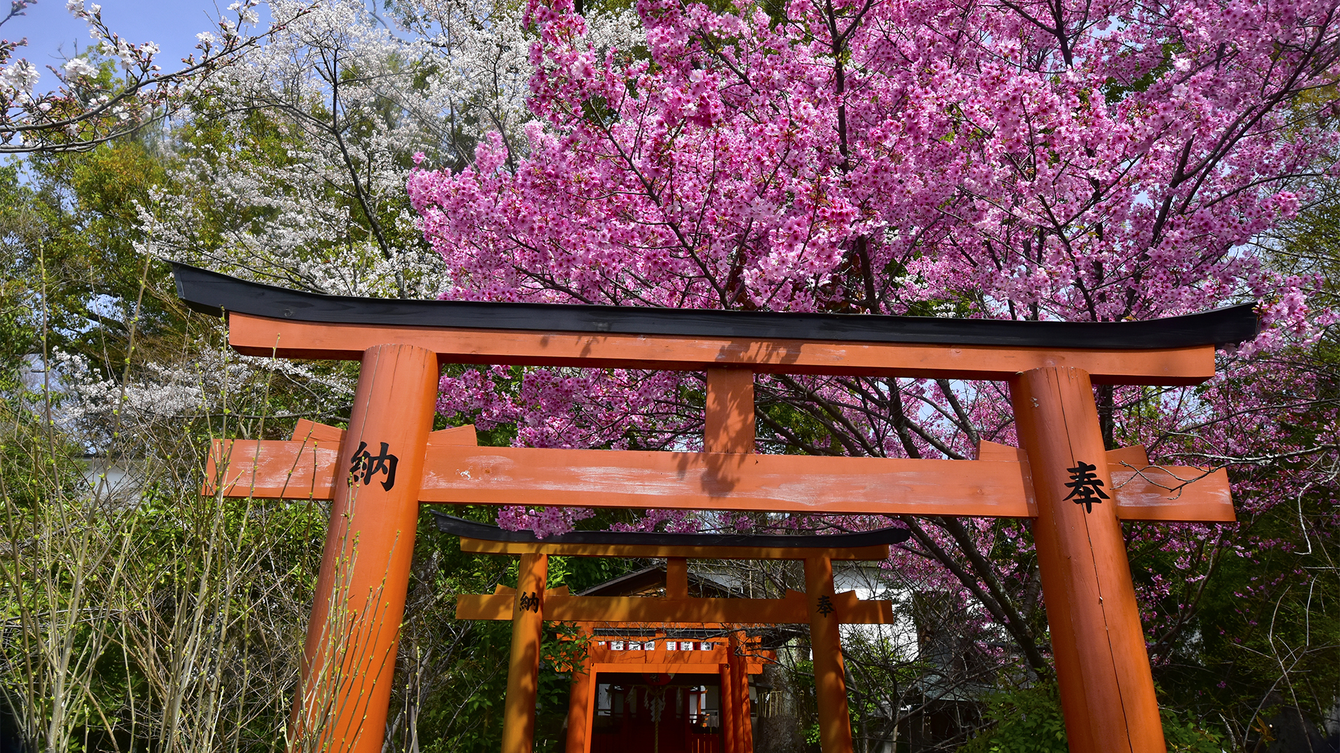 サクラのお宮さん京都平野神社