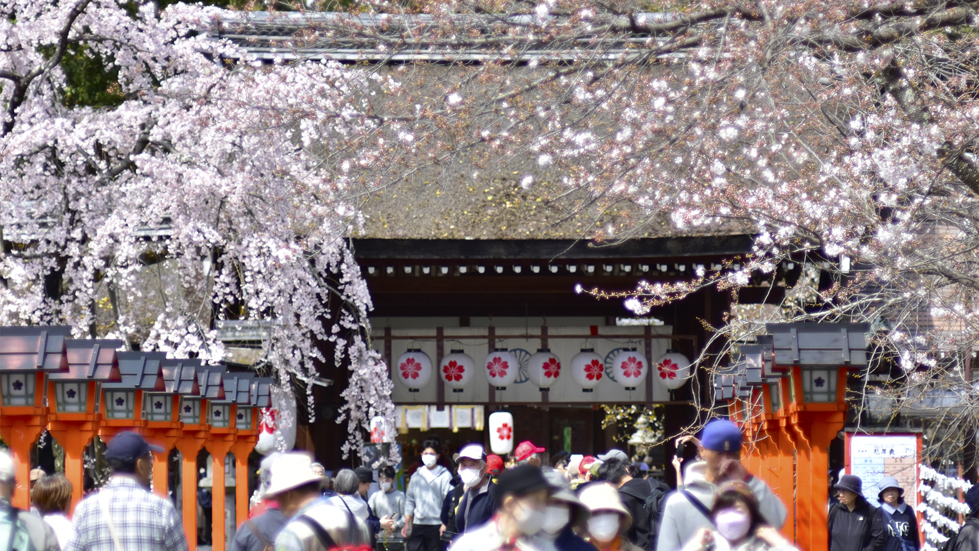 サクラのお宮さん京都平野神社