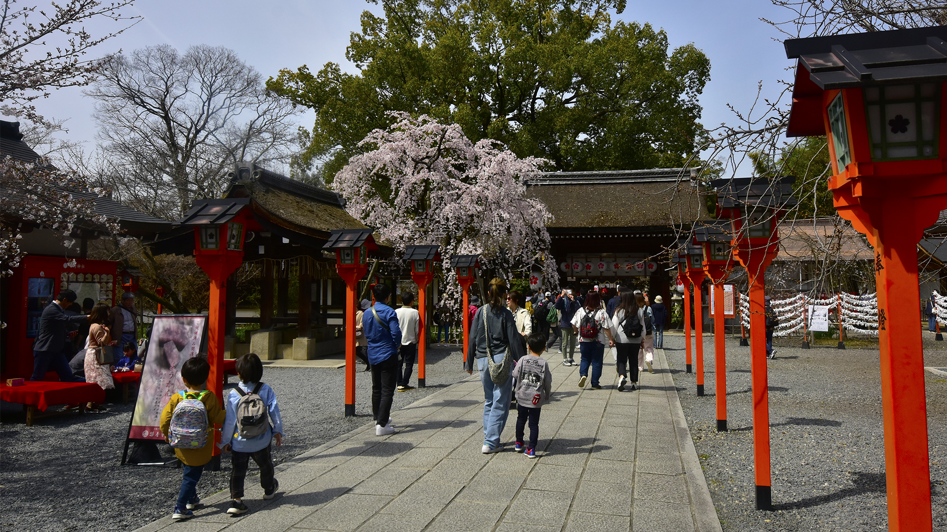 サクラのお宮さん京都平野神社