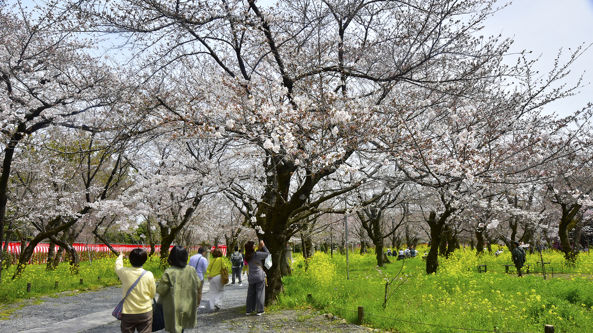 桜のお宮さん、京都平野神社の桜苑