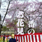 京都のお花見といえば＠Nippon Kyoto Hanami