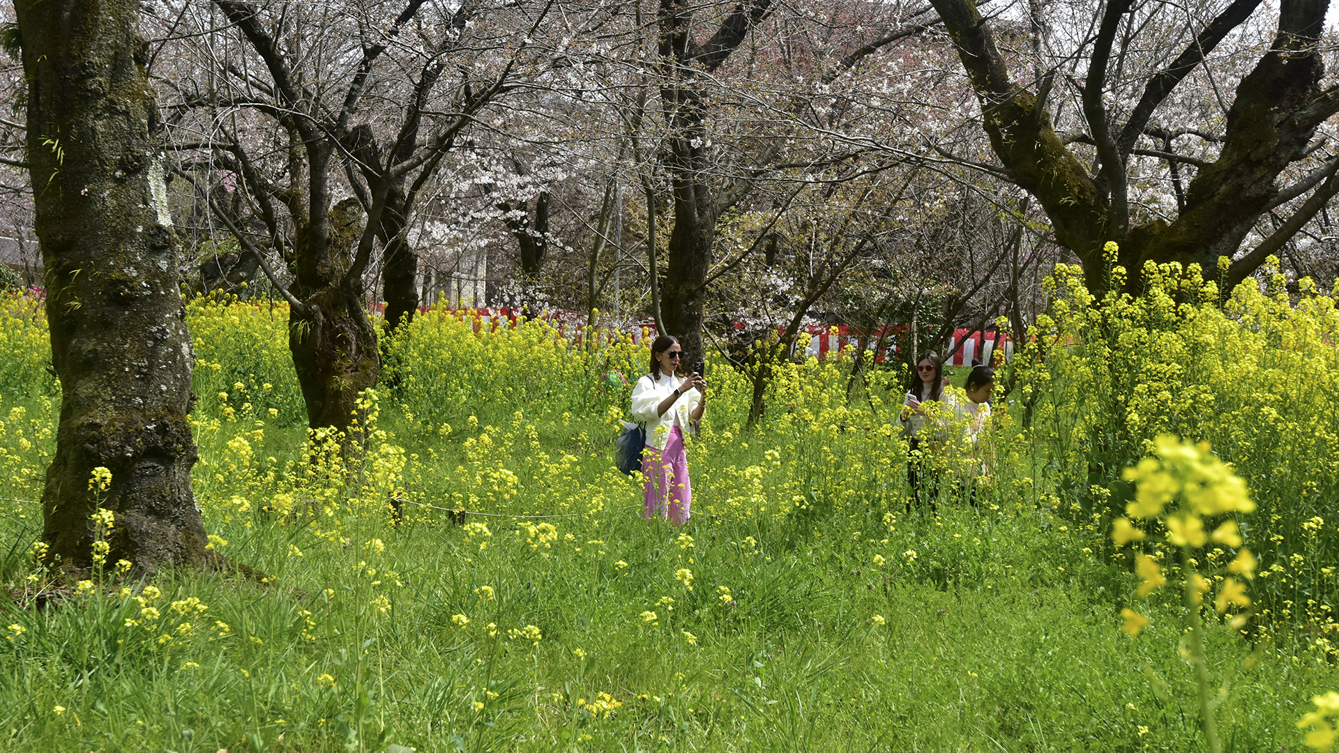 京都のお花見といえば＠Nippon Kyoto Hanami