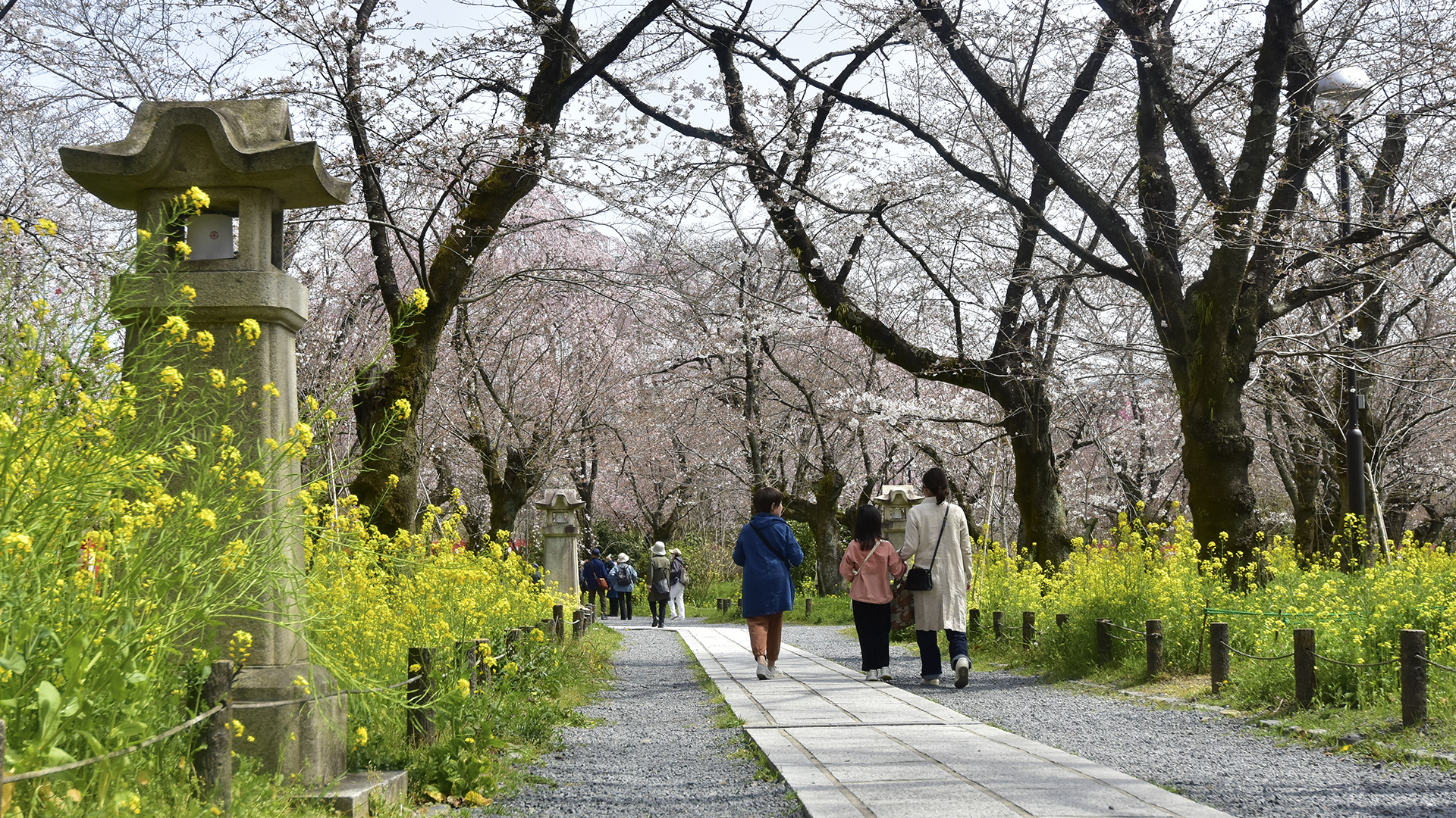 京都のお花見といえば＠Nippon Kyoto Hanami