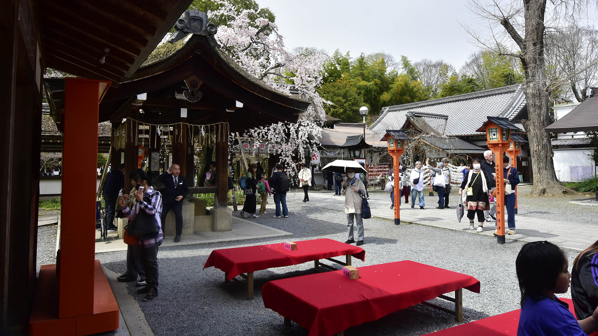 京都のお花見といえば＠Nippon Kyoto Hanami