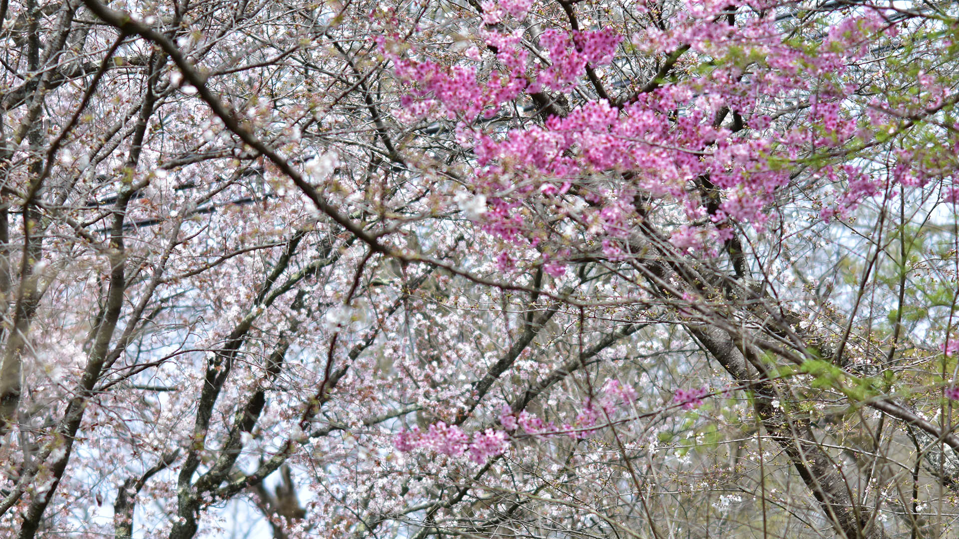 京都のお花見といえば＠Nippon Kyoto Hanami