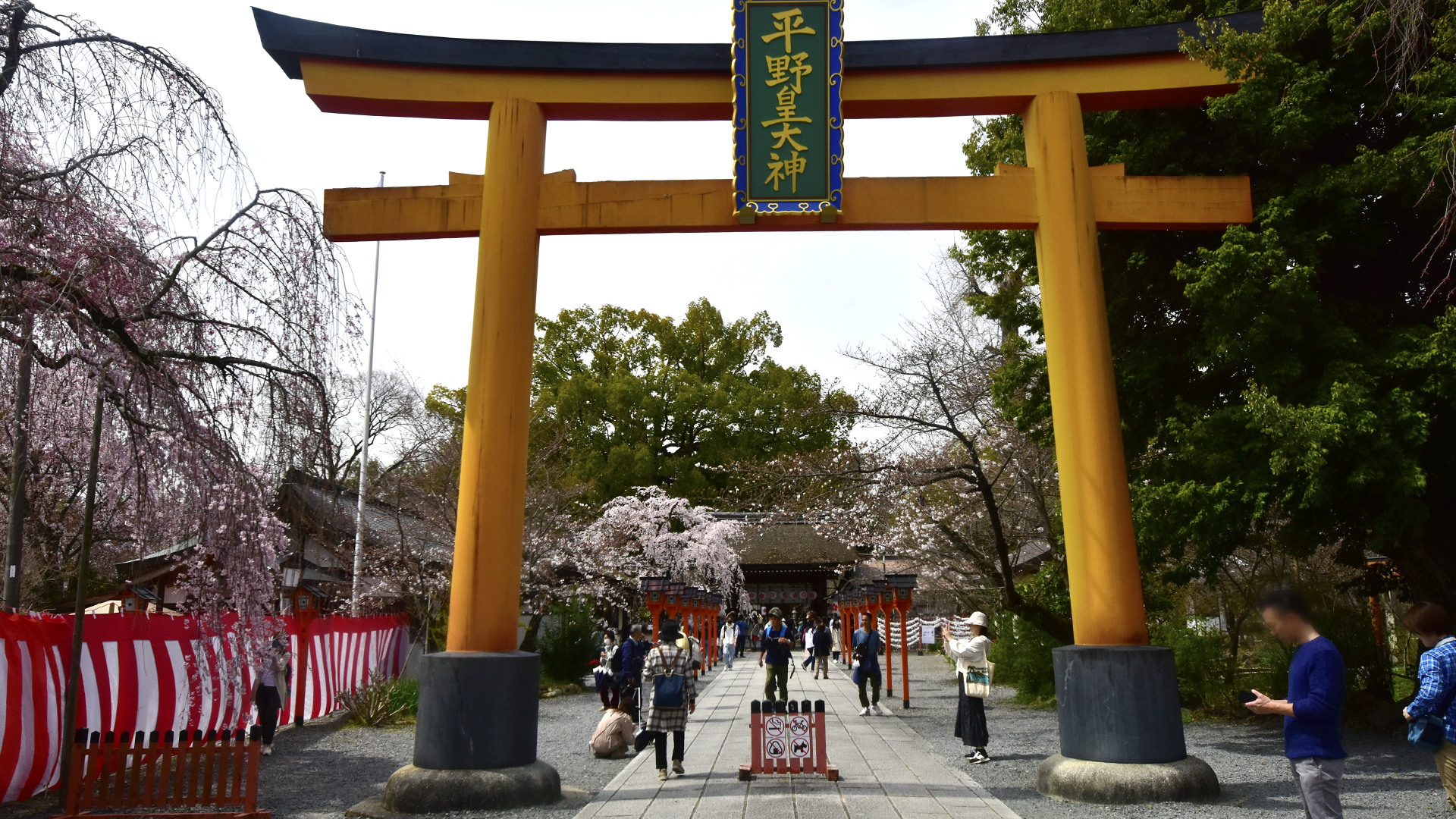 京都のお花見といえば＠Nippon Kyoto Hanami