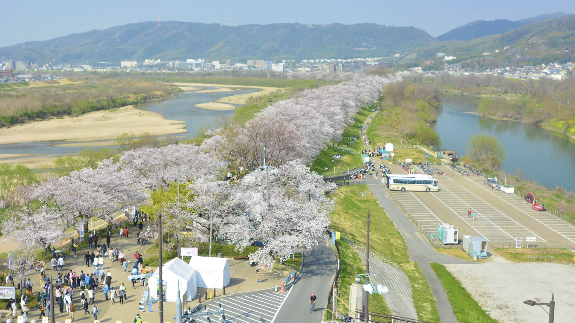 京都一番の桜の名所背割り堤