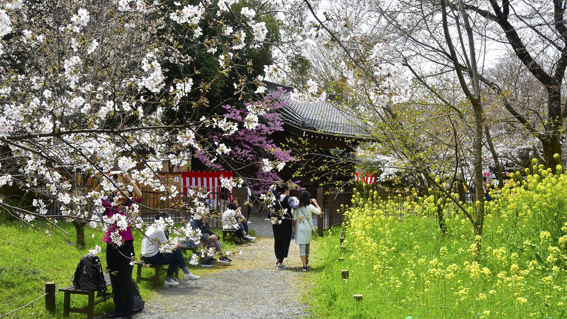 京都のお花見といえば＠Nippon Kyoto Hanami