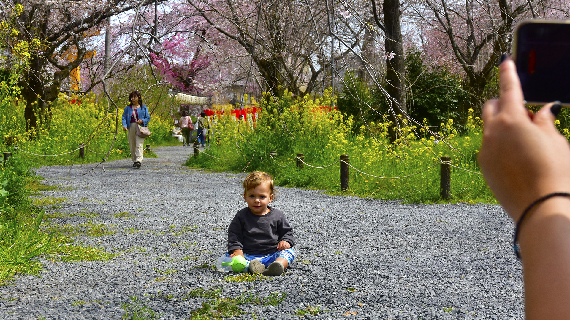 京都のお花見といえば＠Nippon Kyoto Hanami