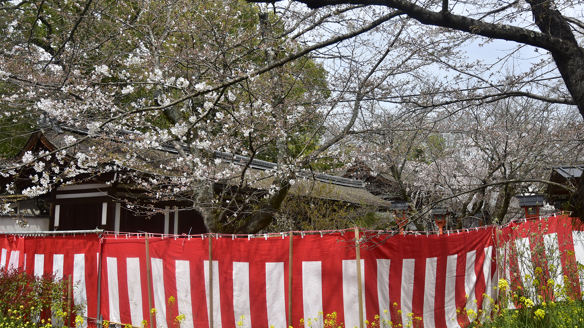 京都のお花見といえば＠Nippon Kyoto Hanami