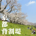 京都淀川河川公園背割堤の桜