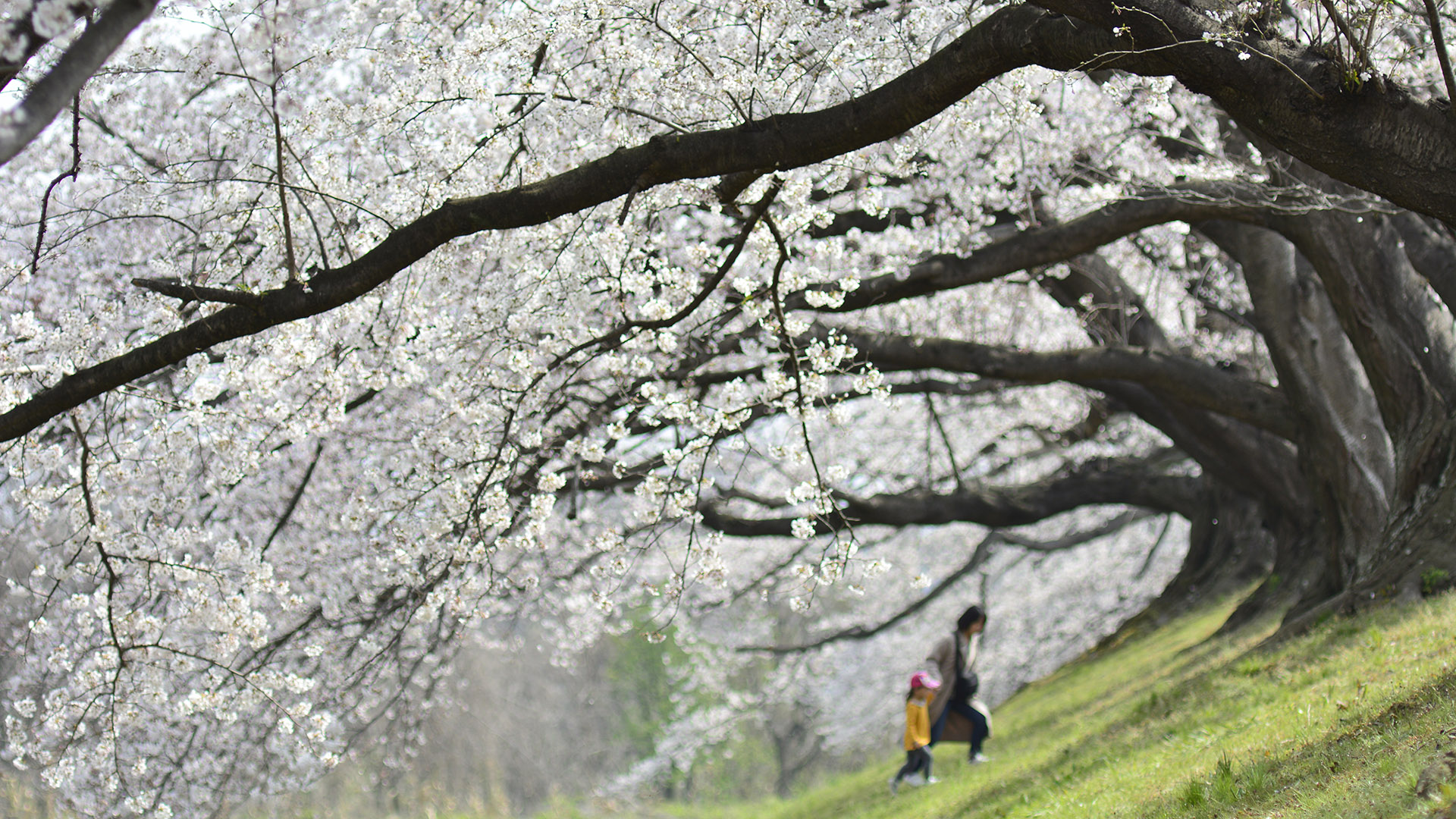 京都淀川河川公園背割堤の桜