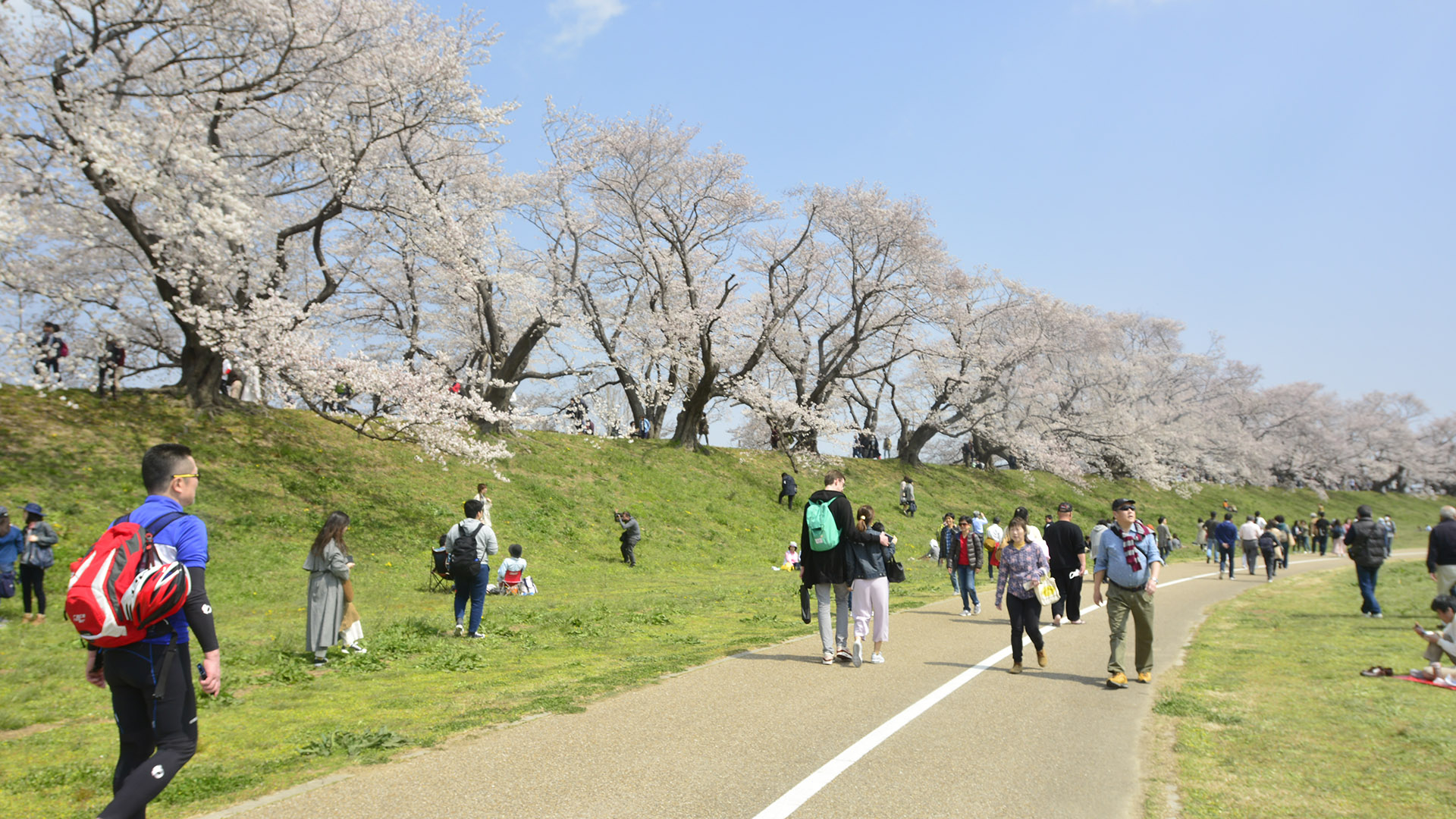 京都淀川河川公園背割堤の桜