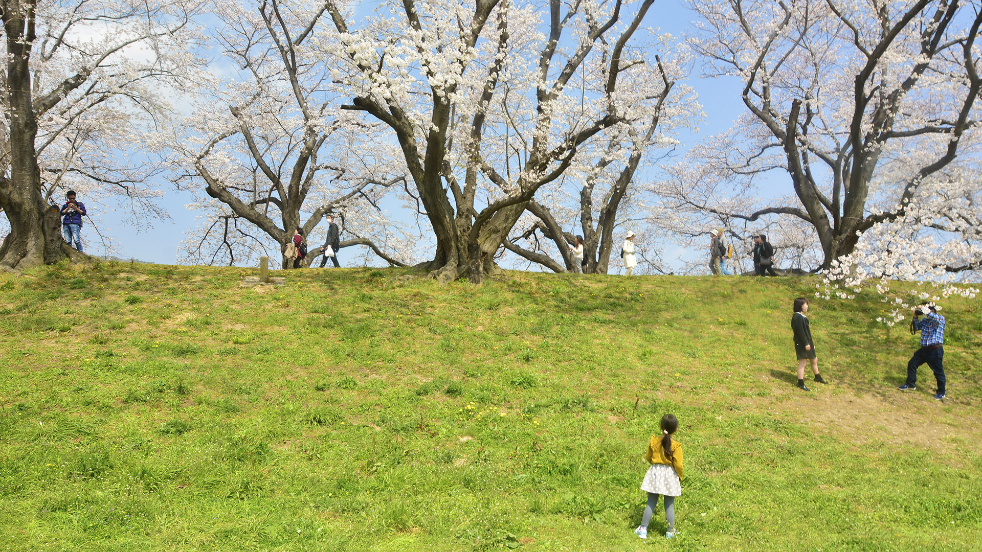 京都淀川河川公園背割堤の桜