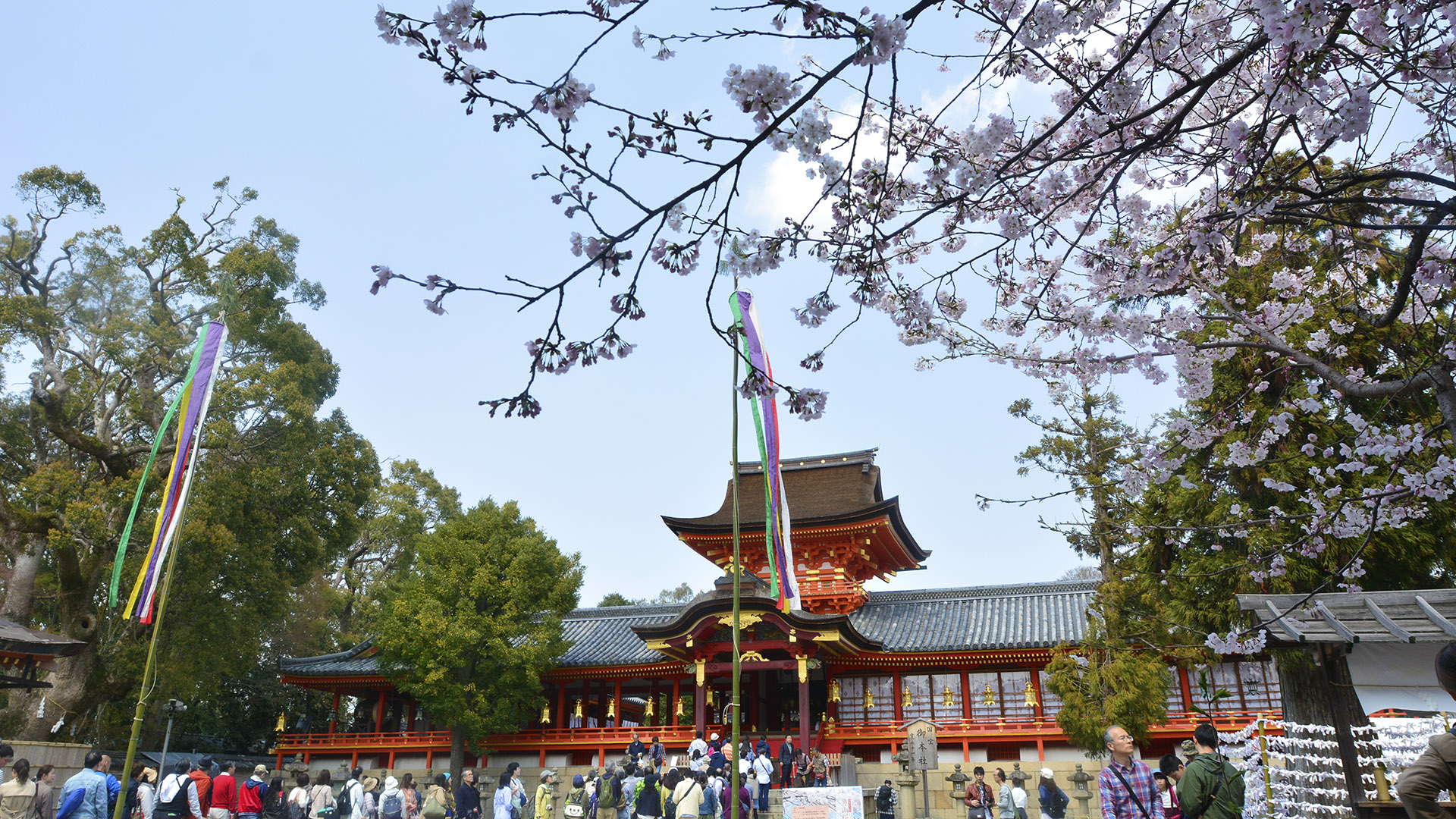 京都淀川河川公園背割堤の桜