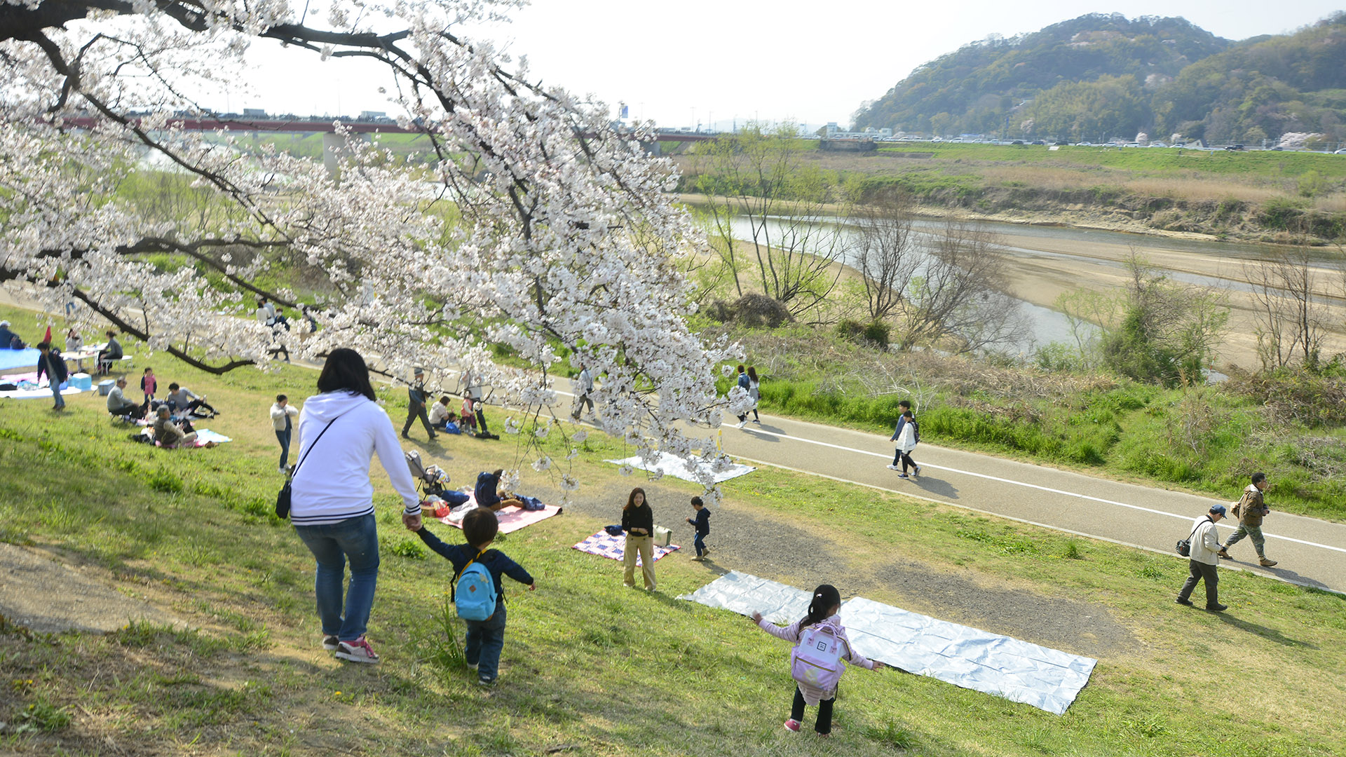 京都淀川河川公園背割堤の桜