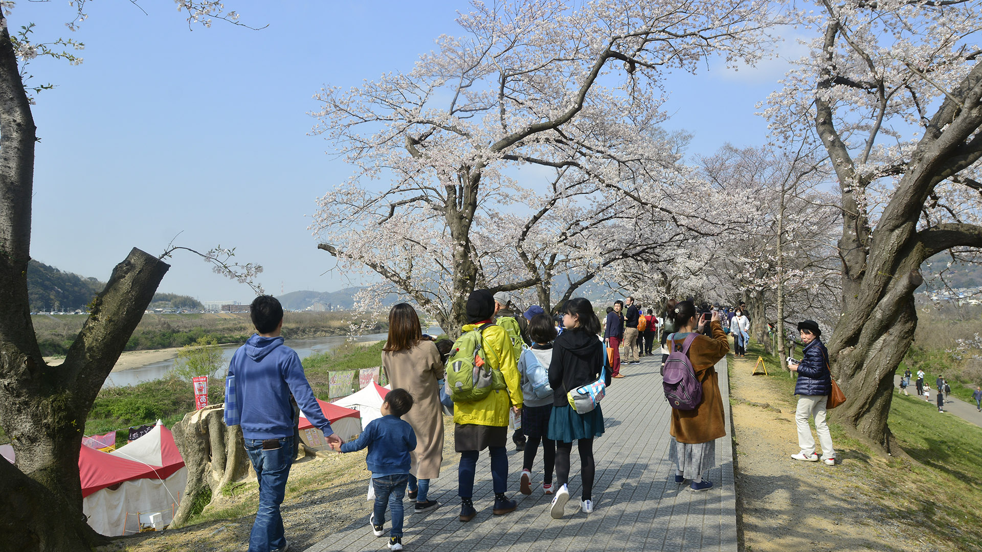 京都淀川河川公園背割堤の桜