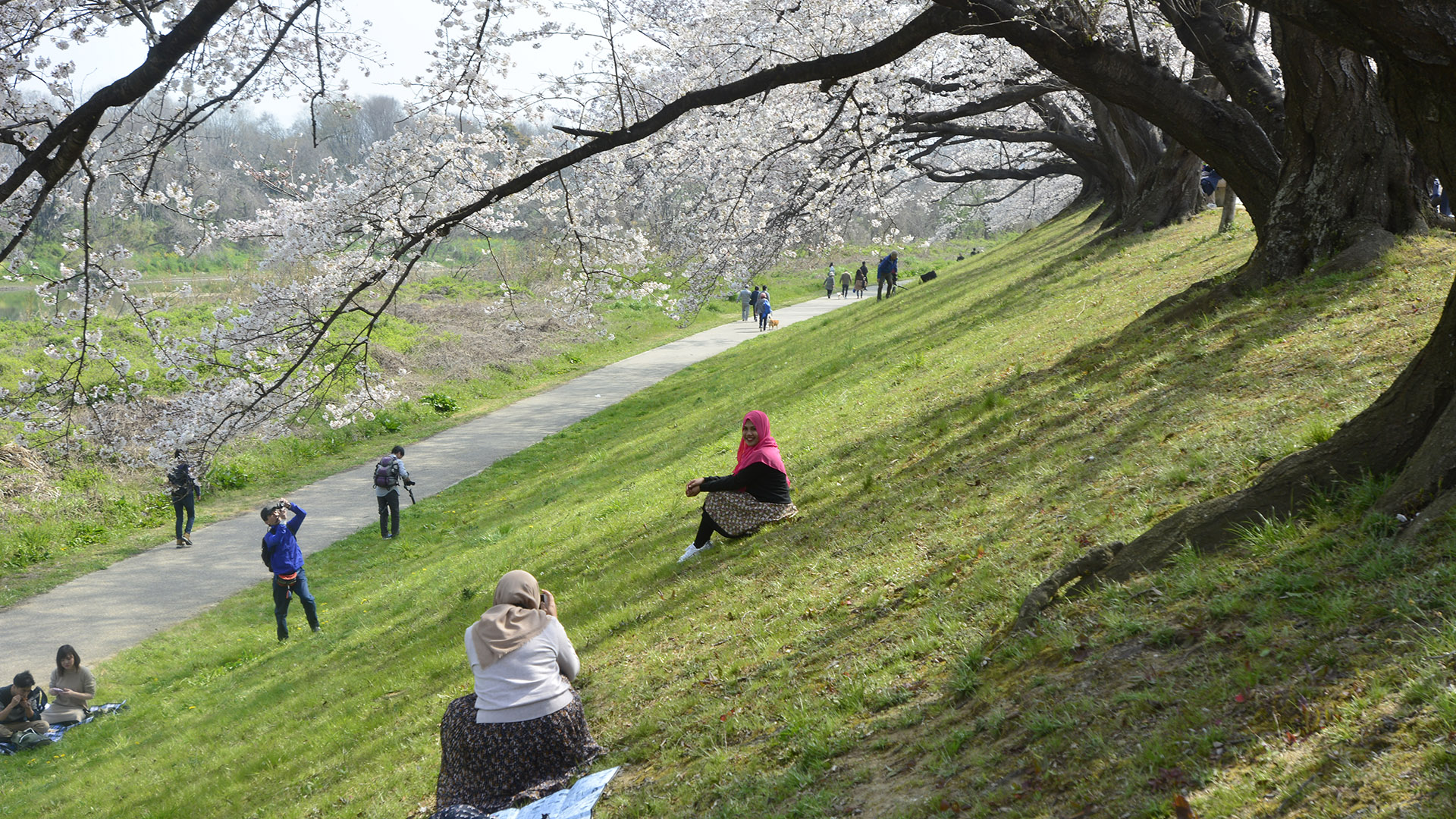 京都淀川河川公園背割堤の桜