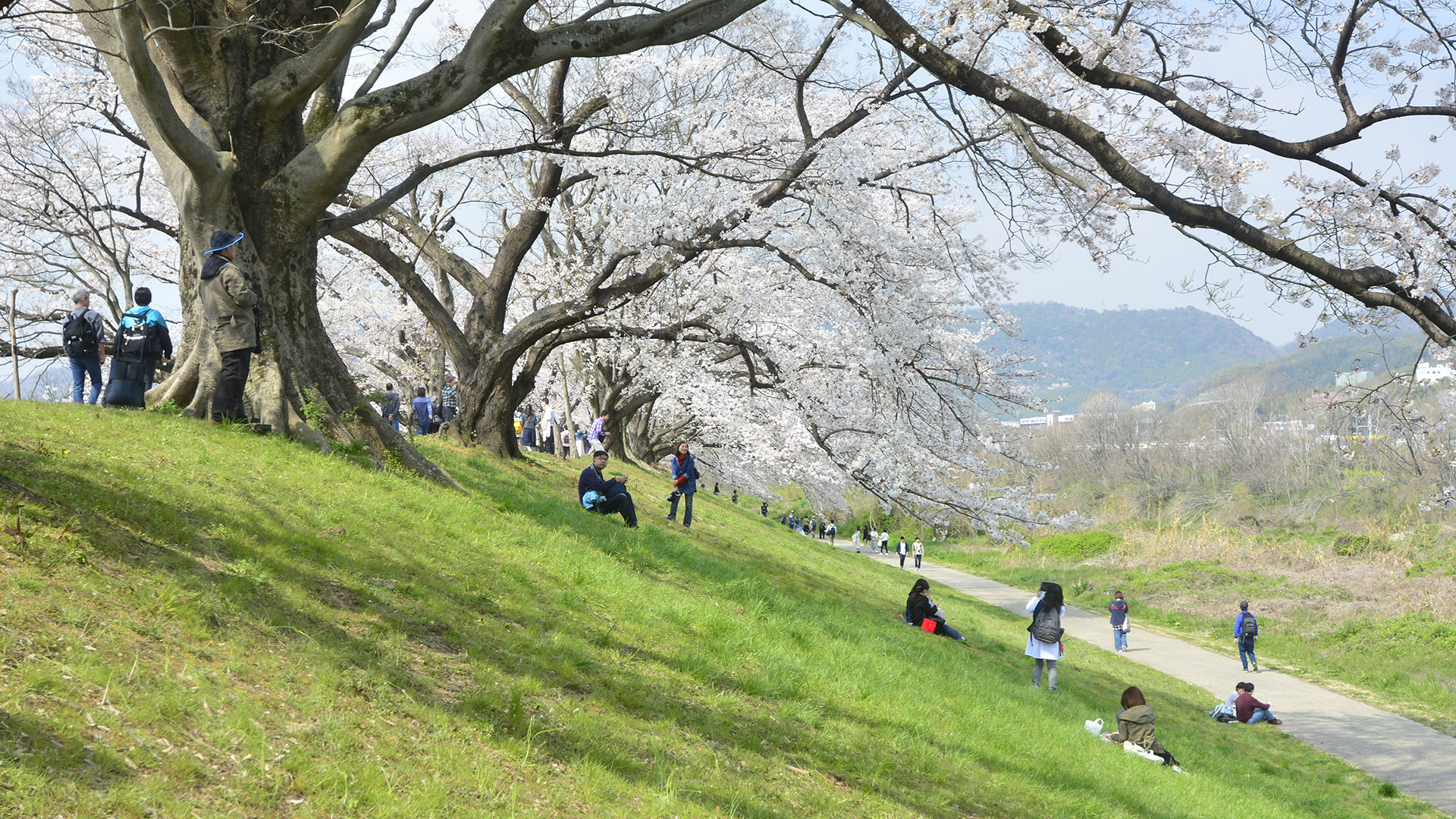 京都淀川河川公園背割堤の桜