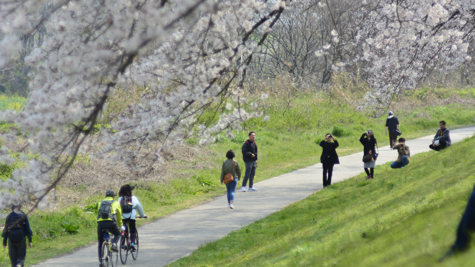 京都淀川河川公園背割堤の桜