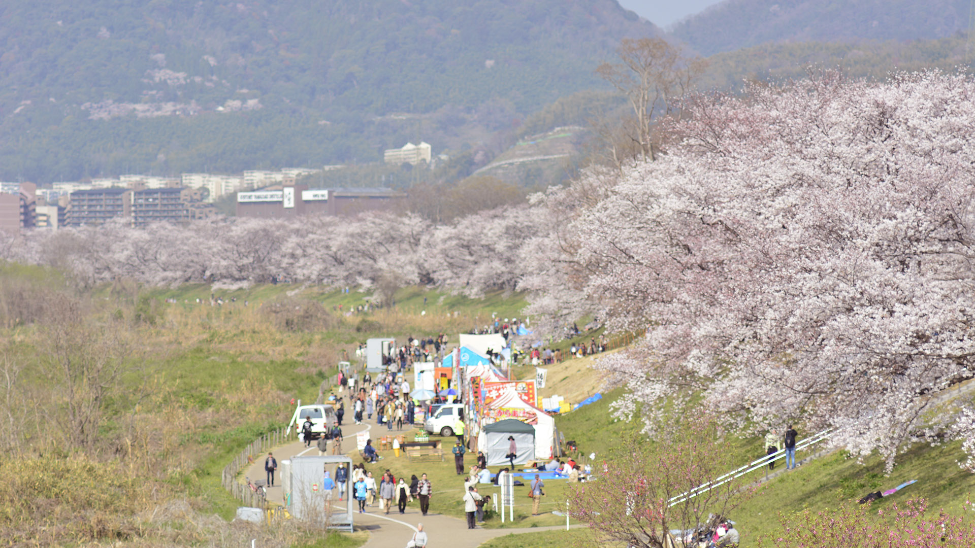 京都淀川河川公園背割堤の桜