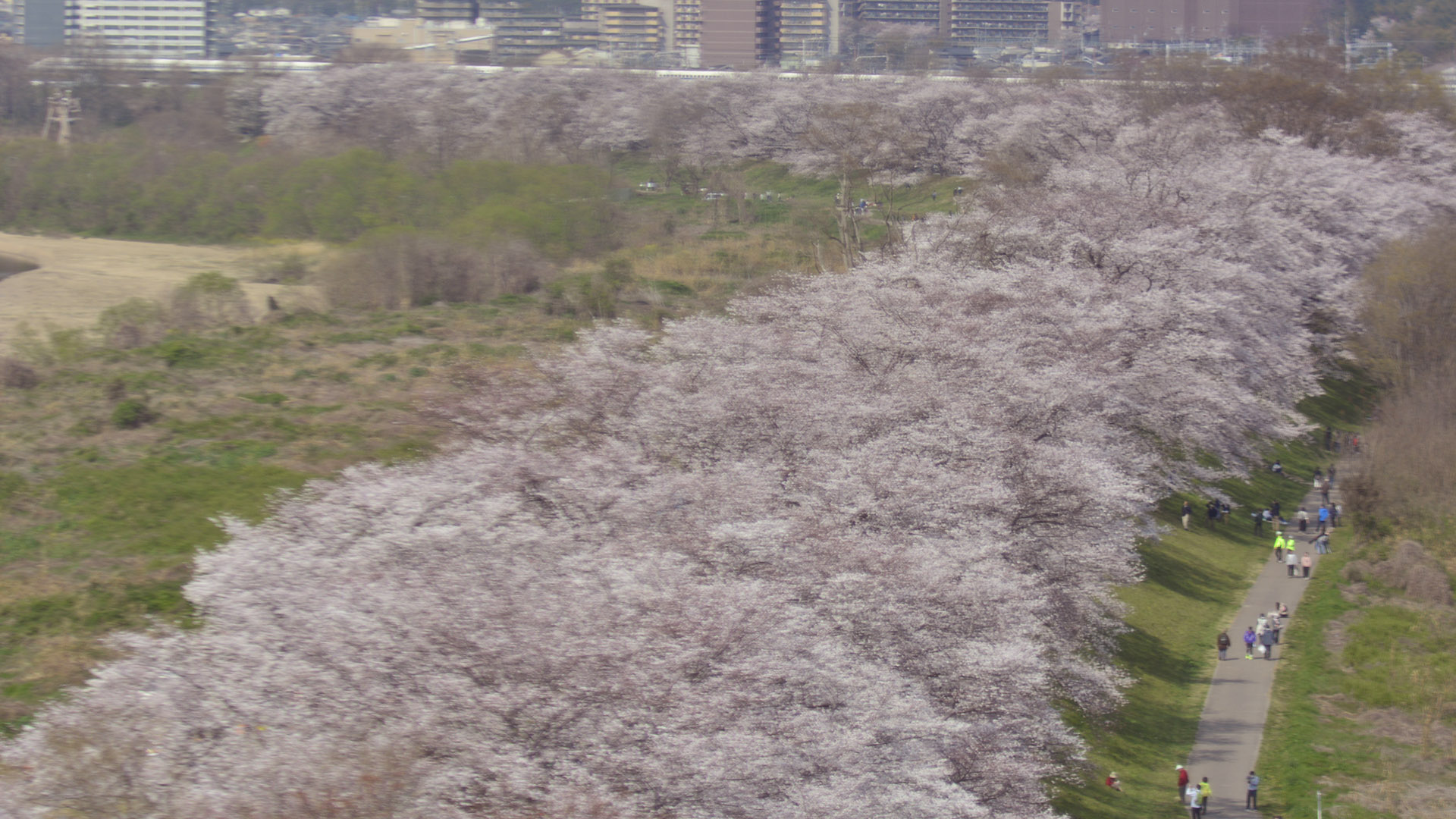 京都淀川河川公園背割堤の桜